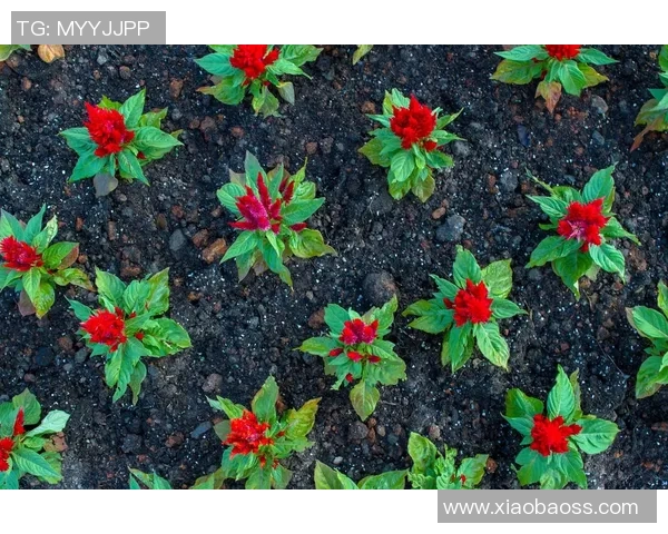 专访杨芳：探寻网球界的成功秘诀与奋斗历程